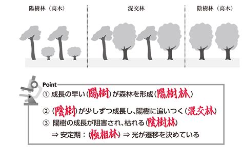 陽樹 陰樹 一覧 生物基礎|生物基礎：遷移の分類、一次遷移 (裸地～陰樹林)の過程 